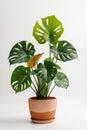 Isolate Alocasia Polly plant against white wall Royalty Free Stock Photo