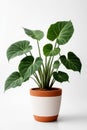 Isolate Alocasia Polly plant against white wall Royalty Free Stock Photo