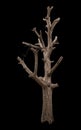 Isolate bare tree branch cut. Royalty Free Stock Photo