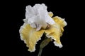 Iris in raindrops on a black background. Royalty Free Stock Photo