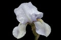 Black color enhances the beauty and tenderness of iris in raindrops. Royalty Free Stock Photo