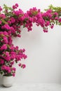 Isolate Bougainvillea aka Paper Flower plant against white wall