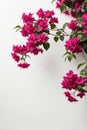 Isolate Bougainvillea aka Paper Flower plant against white wall