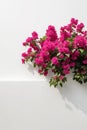 Isolate Bougainvillea aka Paper Flower plant against white wall