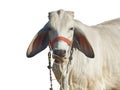 Close up of cow, cattle chewing grass Royalty Free Stock Photo