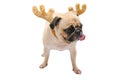Isolate close-up face of puppy pug dog tongue sticking out wearing Reindeer antlers for christmas and new year party with clipping Royalty Free Stock Photo