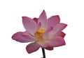 Isolate Lotus Pink Flower Petals wide petals with a pointed tip curved inward to the inside on white background