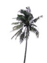 Isolate Coconut tree abstract pattern line on white background Royalty Free Stock Photo