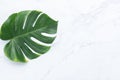 Isolate Dark green Monstera large leaves, philodendron tropical foliage plant growing in wild on white mable rock background