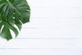 Isolate Dark green Monstera large leaves, philodendron tropical foliage plant growing in wild on white wood background with