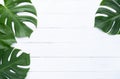 Isolate Dark green Monstera large leaves, philodendron tropical foliage plant growing in wild on white wood background with