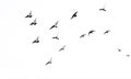 Isolate Doves are flying in many beautiful skies.white background Royalty Free Stock Photo