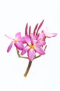 Isolate Fangipani flowers