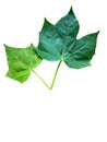 Isolate green leaf