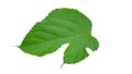 Isolate green leaf