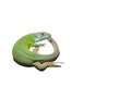 Isolate of green lizard on white background