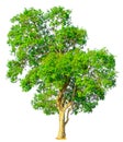 Isolate green tree white clipping path