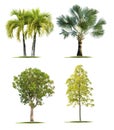 Isolate green trees.on white background.