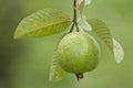 Isolate guava