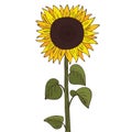 Isolate helianthus or sunflower