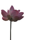 Isolate Lotus Pink Flower Petals wide petals with a pointed tip curved inward to the inside on Blurred of nature background