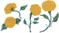 isolate marigold flower vector