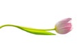 Isolate pink tulip natural shades whose stem is bent by the wave