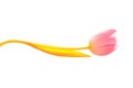 Isolate pink tulip stem of which is bent wave yellow