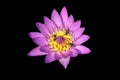 Isolate purple water lily flower on black with clipping path