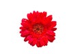 Isolate red flower on the white backgroung