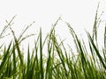 Isolate of rice field on white background Royalty Free Stock Photo