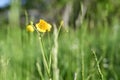Isolate small yellow flowers. Royalty Free Stock Photo