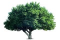 Isolate Tree, nature, Ficus microcarpa Royalty Free Stock Photo