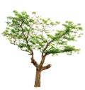 Isolate tree white background Royalty Free Stock Photo