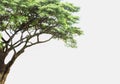 Isolate  tree  white background Royalty Free Stock Photo