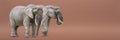 Isolate of two walking elephants. African elephants isolated on a uniform background. Photo of elephants close-up, side Royalty Free Stock Photo