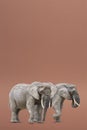 Isolate of two walking elephants. African elephants isolated on a uniform background. Photo of elephants close-up, side Royalty Free Stock Photo