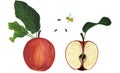 Isolate of a whole red apple and cut with green leaves. Watercolor illustration, isolated. Royalty Free Stock Photo