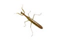 Isolated Above View of Brown Praying Mantis