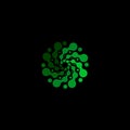 Isolated abstract green color round shape logo on black background, simple flat dotted swirl logotype, flower vector Royalty Free Stock Photo