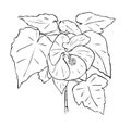 Isolated Abutilon houseplant flower with leafs in black and white colors, outline hand painted drawing