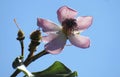 Isolated Achiote Bixa orellana flower in full bloom