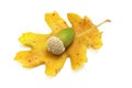 Isolated acorn Royalty Free Stock Photo