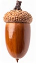 Isolated Acorn with Brown Cap and Smooth Shell on a White Background in Sharp Focus Royalty Free Stock Photo