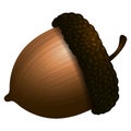 Isolated acorn image Royalty Free Stock Photo