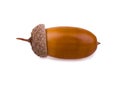 Isolated acorn Royalty Free Stock Photo