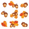 Isolated acorns with oak leaves on white background. Autumn vector illustration