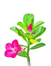 Isolated adenium flower