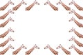 Isolated adult giraffe heads White background Royalty Free Stock Photo