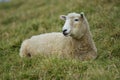 Adult sheep female resting on grass